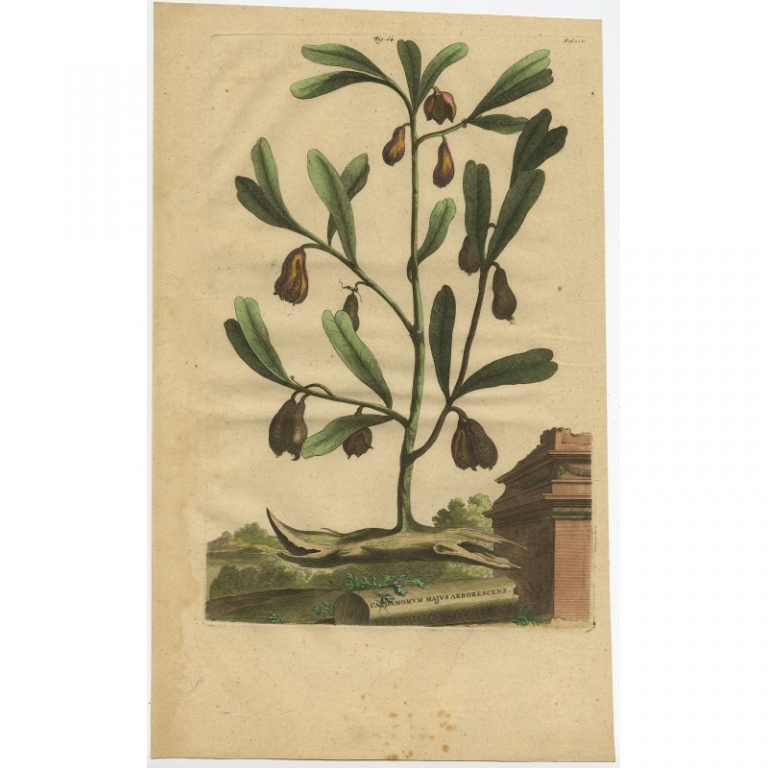 Antique Print of a Cardamom Plant by Munting (1696)