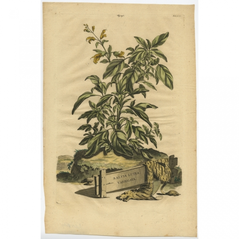 Antique Print of the Salvia Plant by Munting (1696)