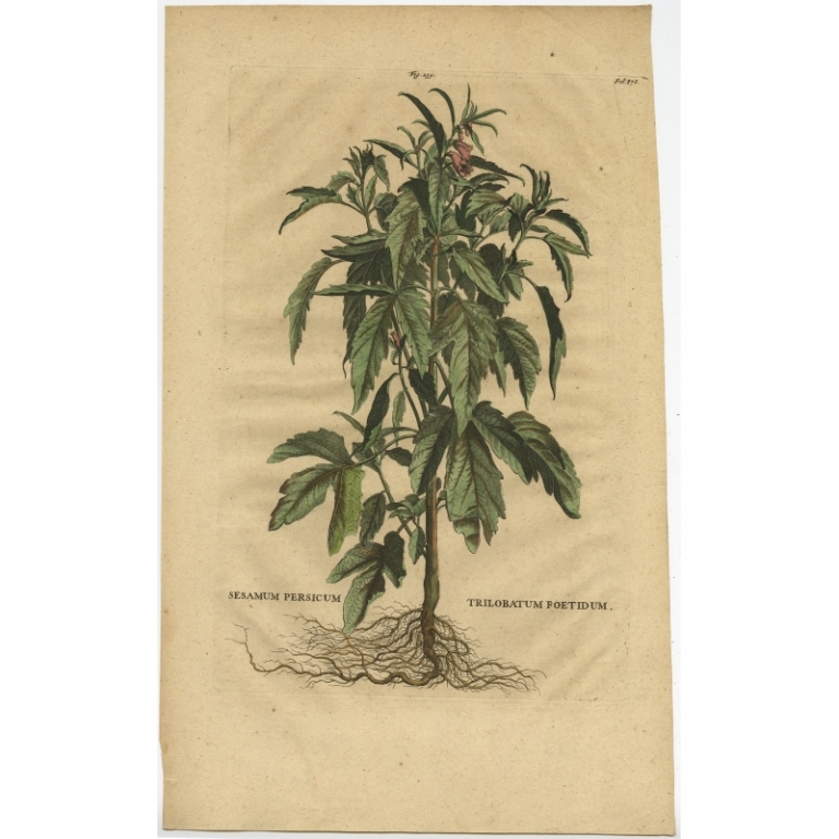 Antique Print of the Sesame Plant by Munting (1696)