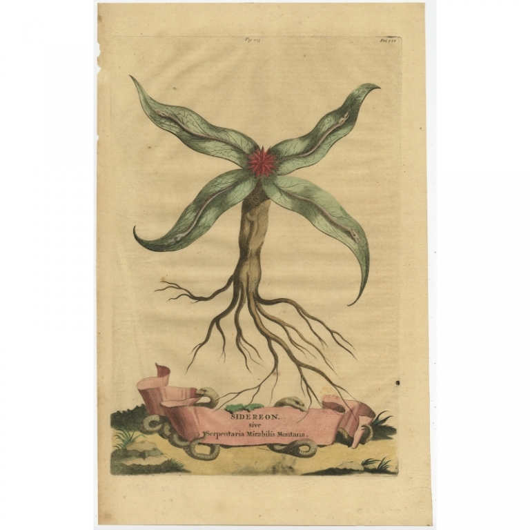 Antique Print of the Sagittaria Sagittifolia by Munting (1696)