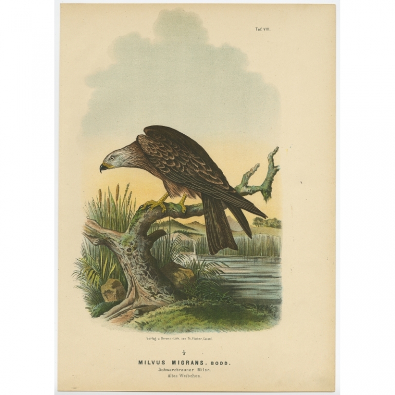 Taf. VIII. Antique Bird Print of the Black Kite by Von Riesenthal (1894)