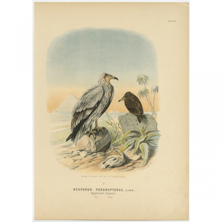 Taf. XLVII. Antique Bird Print of the Egyptian Vulture by Von Riesenthal (1894)