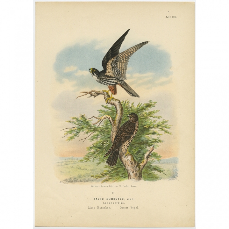 Taf. XXVIII. Antique Bird Print of the Eurasian Hobby by Von Riesenthal (1894)