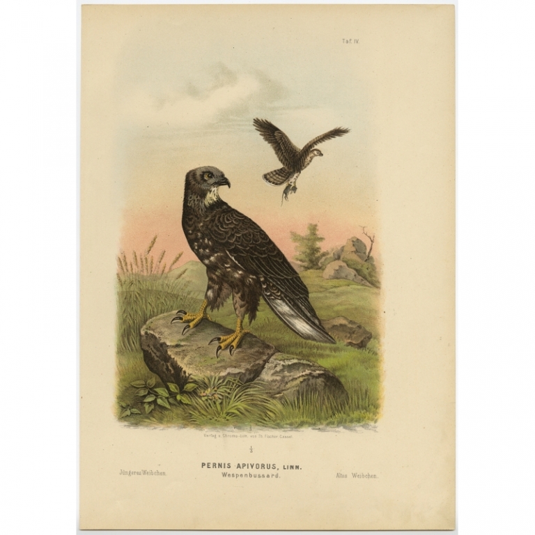Taf. IV. Antique Bird Print of the European Honey Buzzard by Von Riesenthal (1894)