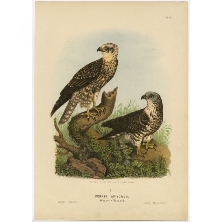 Taf. III. Antique Bird Print of the European Honey Buzzard by Von Riesenthal (1894)