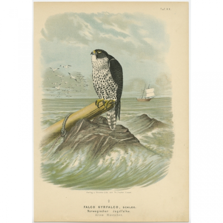 Taf. XX. Antique Bird Print of the Gyrfalcon by Von Riesenthal (1894)
