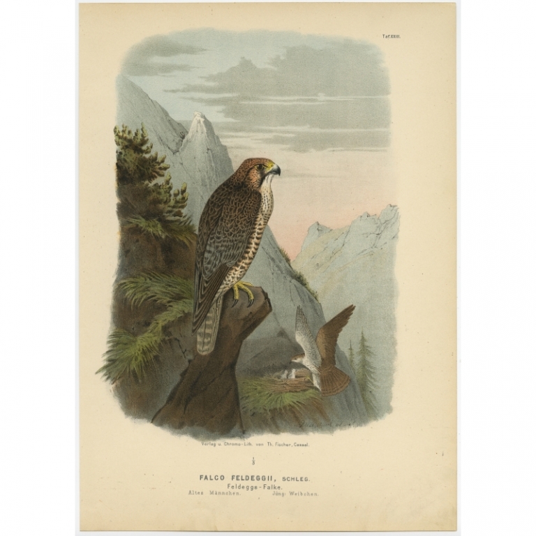 Taf. XVII. Antique Bird Print of the Lanner Falcon by Von Riesenthal (1894)
