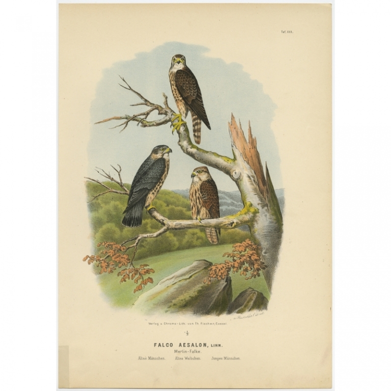 Taf. XXX. Antique Bird Print of the Merlin by Von Riesenthal (1894)