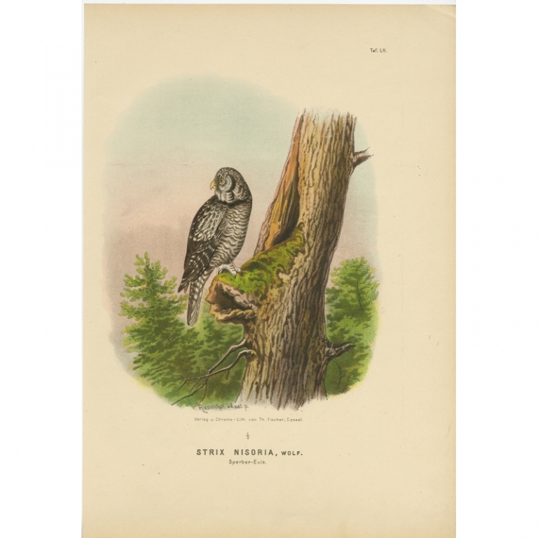 Taf. LII. Antique Bird Print of the Northern Hawk-Owl by Von Riesenthal (1894)