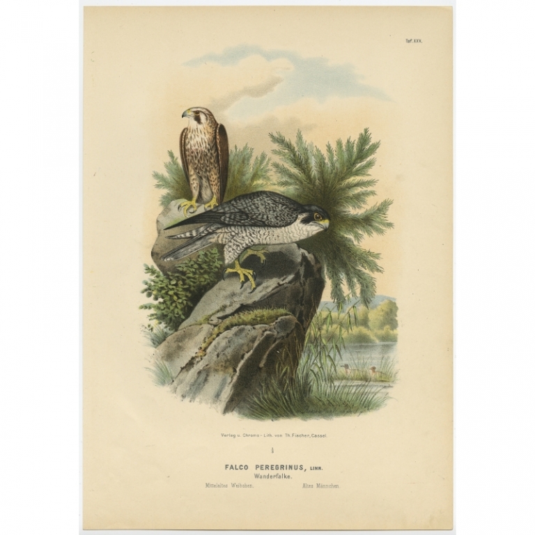 Taf. XXV. Antique Bird Print of the Peregrine Falcon by Von Riesenthal (1894)