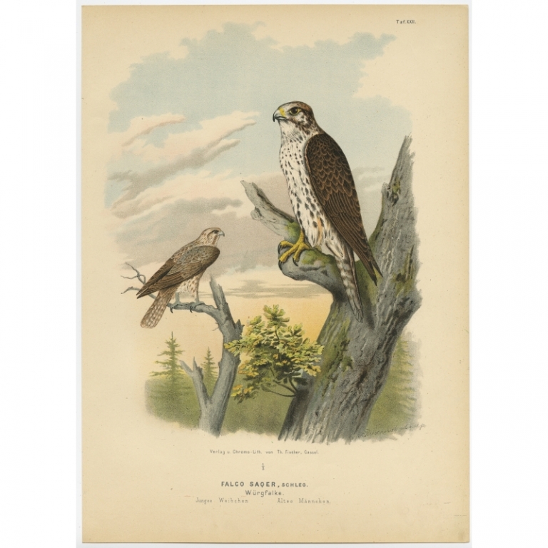 Taf. XXII. Antique Bird Print of the Saker Falcon by Von Riesenthal (1894)
