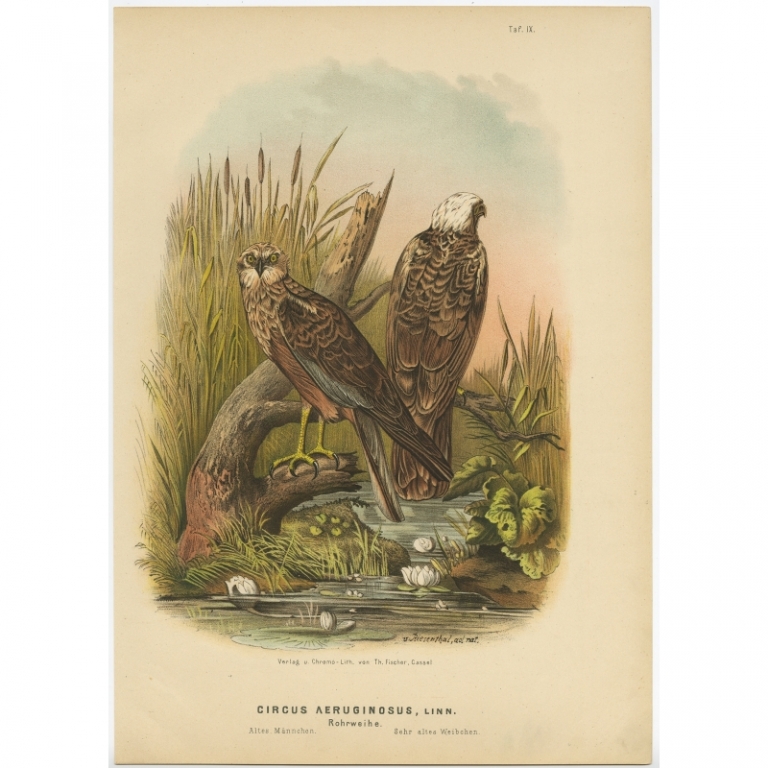 Taf. IX. Antique Bird Print of the Western Marsh Harrier by Von Riesenthal (1894)