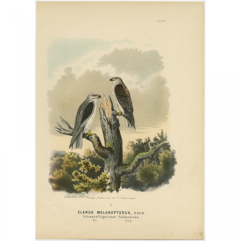 Taf. XVI. Antique Bird Print of the Black-Winged Kite by Von Riesenthal (1894)
