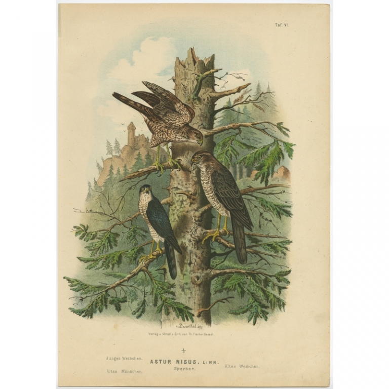 Taf. VI. Antique Bird Print of the Eurasian Sparrowhawk by Von Riesenthal (1894)
