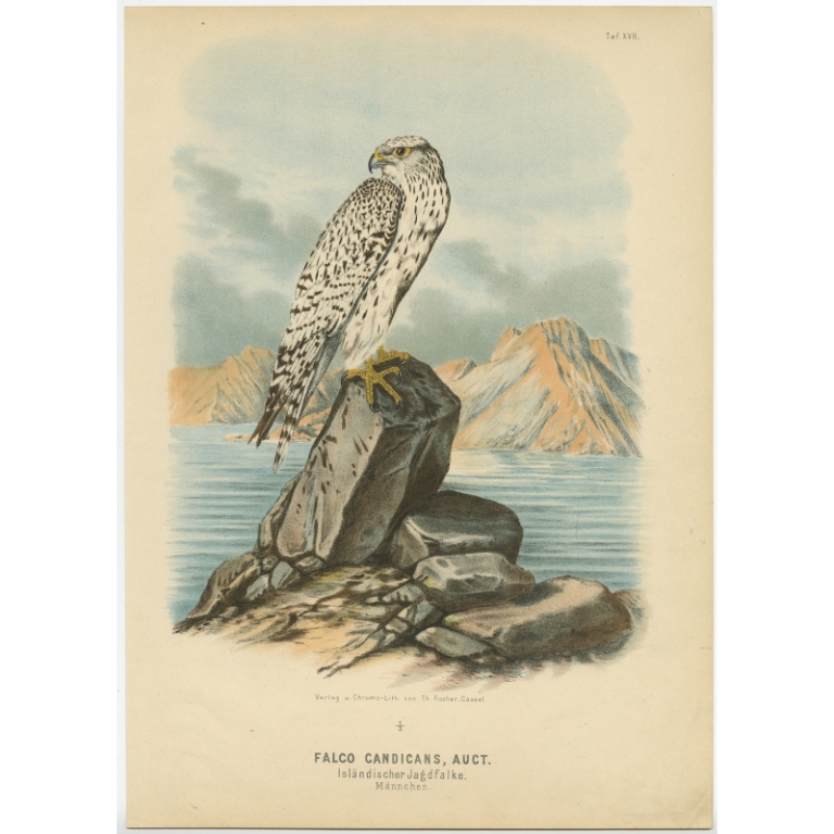 Taf. XVII. Antique Bird Print of the Greenland Gyrfalcon by Von Riesenthal (1894)