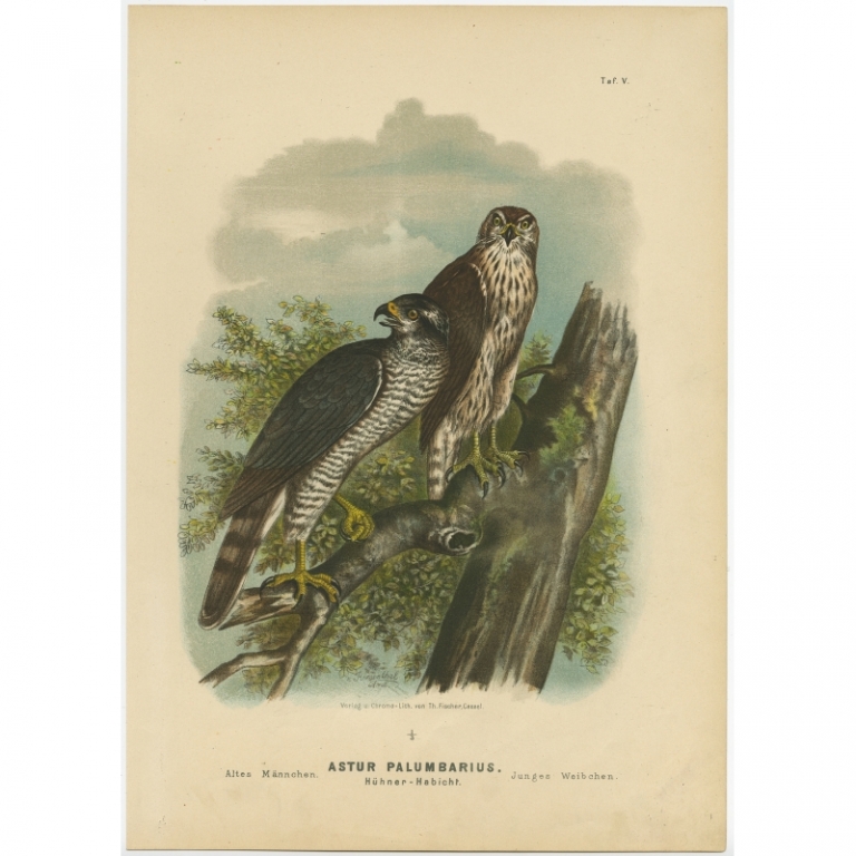 Taf. V. Antique Bird Print of the Northern Goshawk by Von Riesenthal (1894)