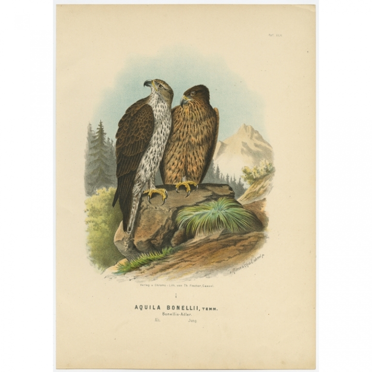 Taf. XLV. Antique Bird Print of the Bonelli's Eagle by Von Riesenthal (1894)
