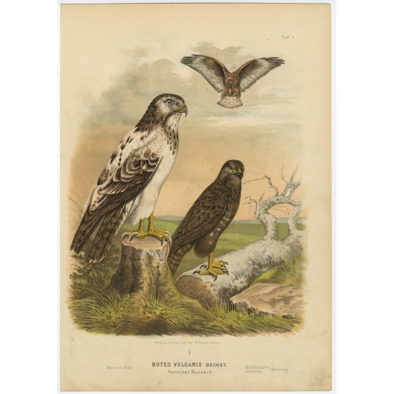 Taf. I. Antique Bird Print of the Common Buzzard by Von Riesenthal (1894)