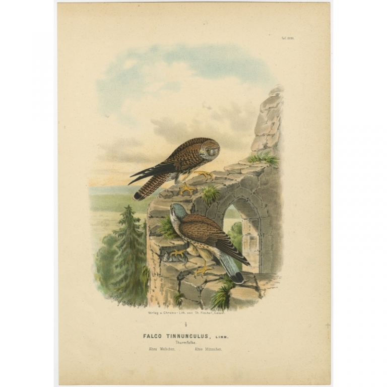 Taf. XXXI. Antique Bird Print of the Common Kestrel by Von Riesenthal (1894)