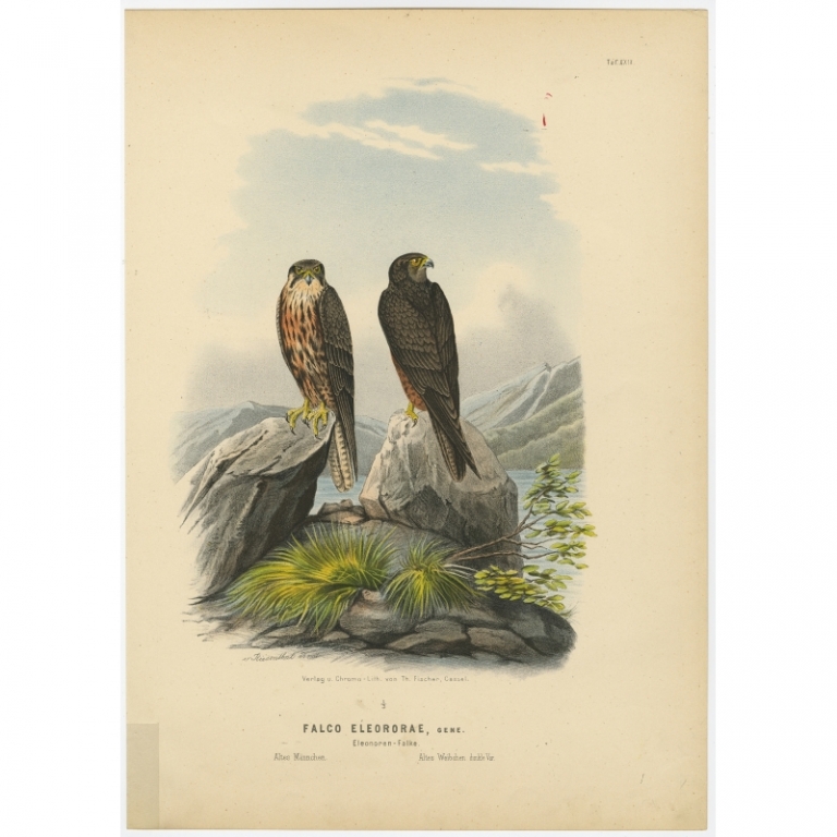 Taf. XXIX. Antique Bird Print of the Eleonora's Falcon by Von Riesenthal (1894)
