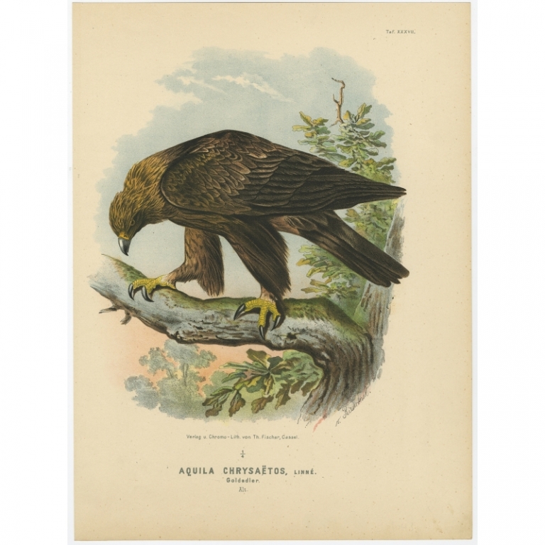 Taf. XXXVII Antique Bird Print of the Golden Eagle by Von Riesenthal (1894)