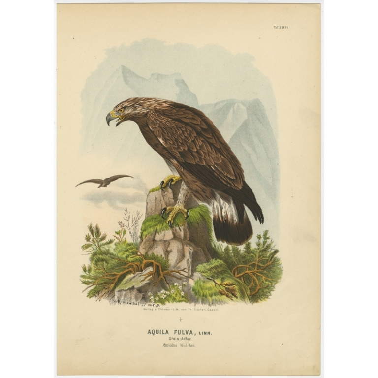 Taf. XXXVI. Antique Bird Print of the Golden Eagle by Von Riesenthal (1894)