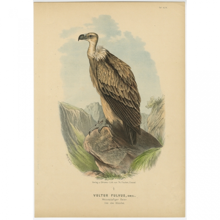 Taf. XLIX. Antique Bird Print of a male Griffon Vulture by Von Riesenthal (1894)
