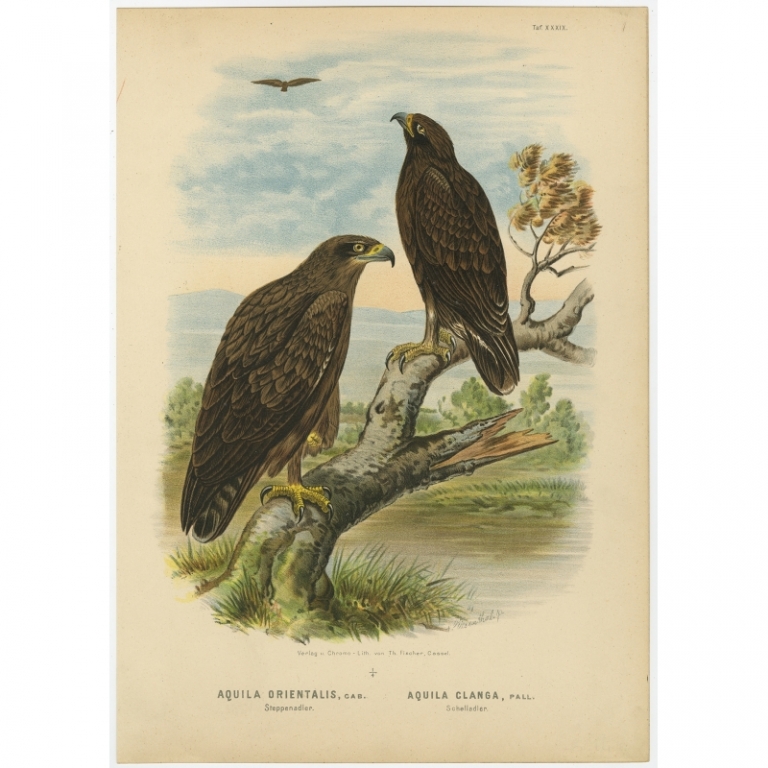 Taf. XXXIX. Antique Bird Print of the Steppe Eagle by Von Riesenthal (1894)