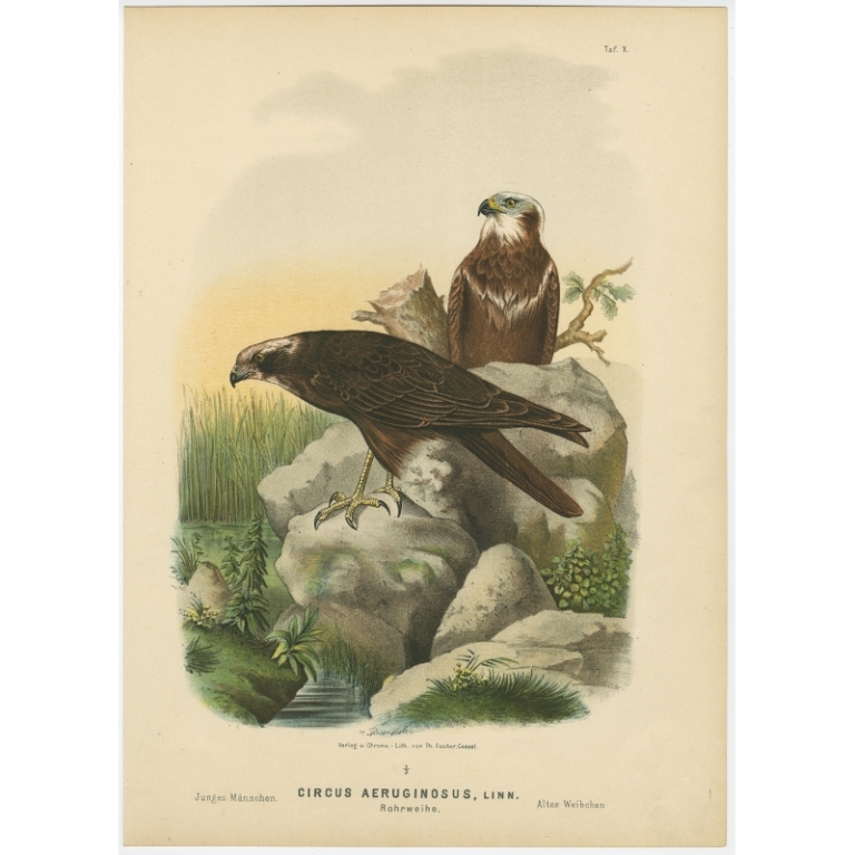Taf. X. Antique Bird Print of the Western Marsh Harrier by Von Riesenthal (1894)