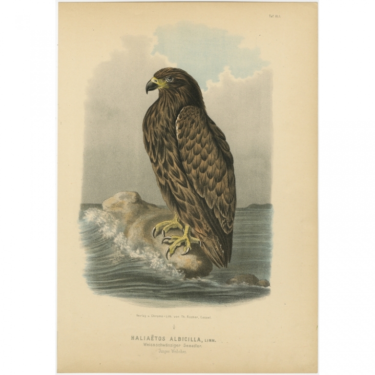 Taf. XLI. Antique Bird Print of the White-tailed Eagle by Von Riesenthal (1894)