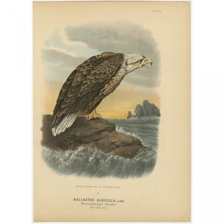 Taf. XLII. Antique Bird Print of the White-tailed Eagle by Von Riesenthal (1894)