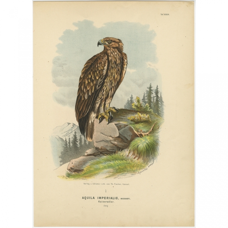 Taf. XXXIV Antique Bird Print of the Eastern Imperial Eagle by Von Riesenthal (1894)
