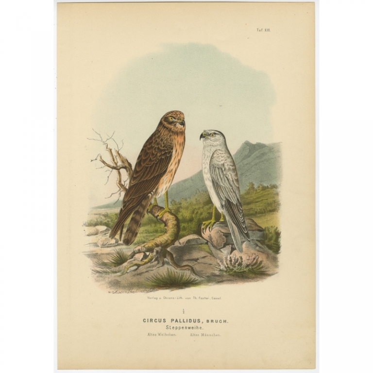 Taf. XIII. Antique Bird Print of the Pale Harrier by Von Riesenthal (1894)