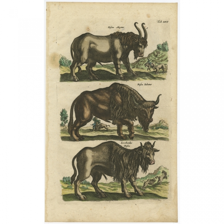 Pl. 17 Antique Print of Bisons by Merian (1657)