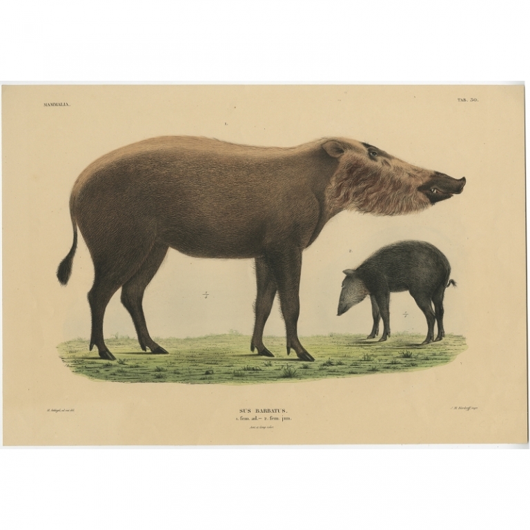Antique Print of the Bornean Bearded Pig by Schlegel (1839)