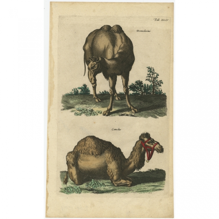 Pl. 44 Antique Print of a Dromedary and Camel by Merian (1657)