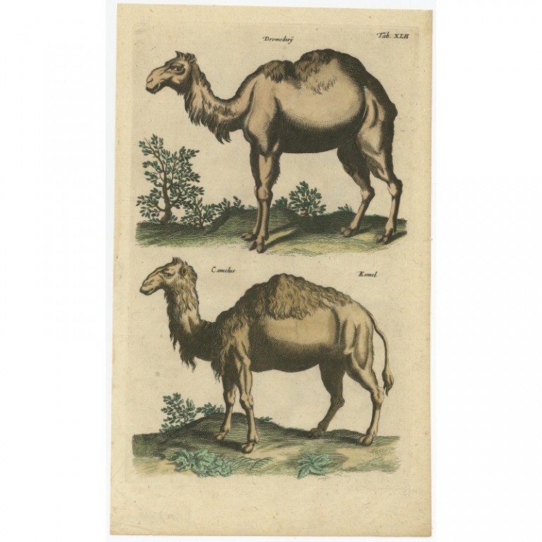 Pl. 42 Antique Print of a Dromedary and Camel by Merian (1657)