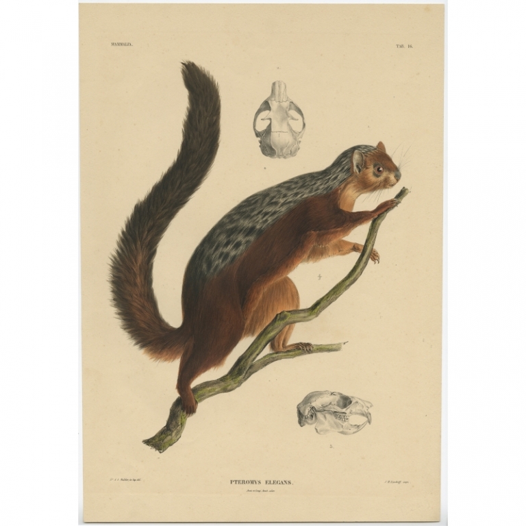 Antique Print of a Flying Squirrel by Mulder (1839)