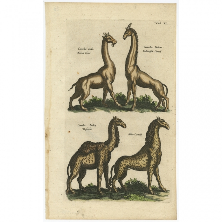 Tab. XL. Antique Print of a Camel and other Animals by Johnston (1657)