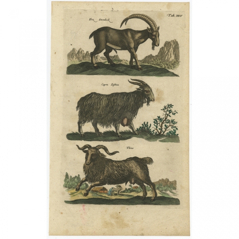 Pl. 25 Antique Print of various Animals by Merian (1657)