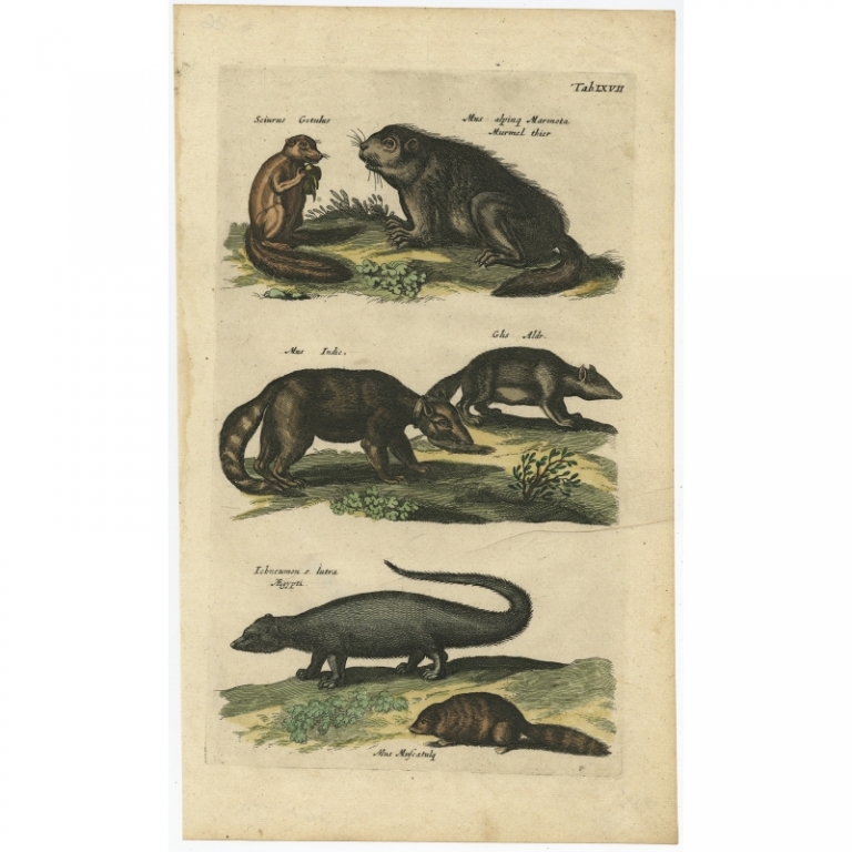 Pl. 67 Antique Print of various Animals by Merian (1657)