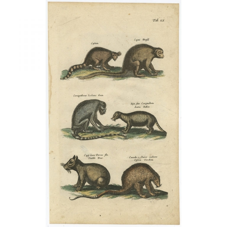 Pl. 60 Antique Print of various Mammals by Merian (1657)