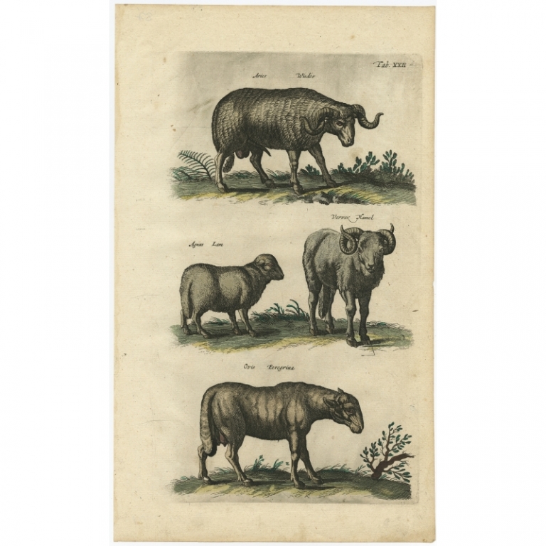 Pl. 22 Antique Print of various Animals by Merian (1657)