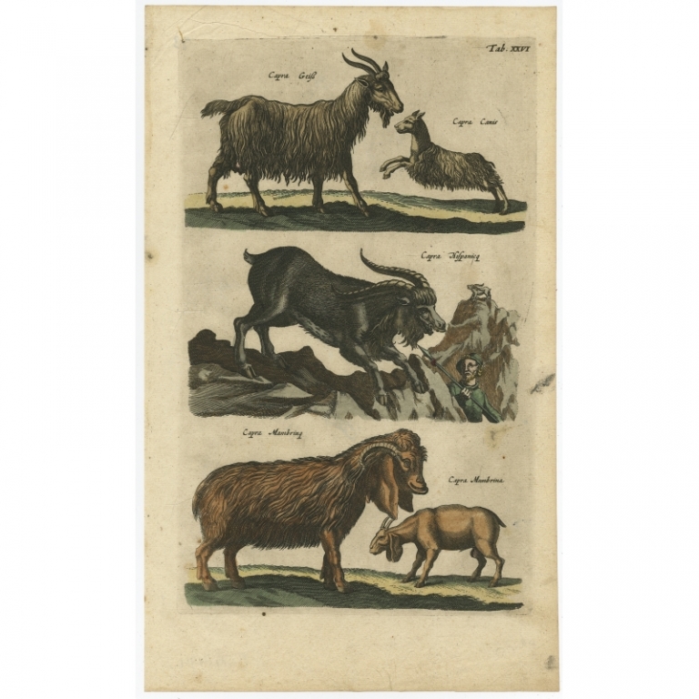 Pl. 26 Antique Print of various Goats by Merian (1657)