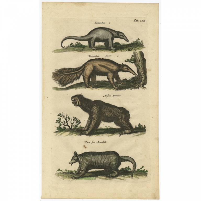 Pl. 62 Antique Print of various Animals by Merian (1657)