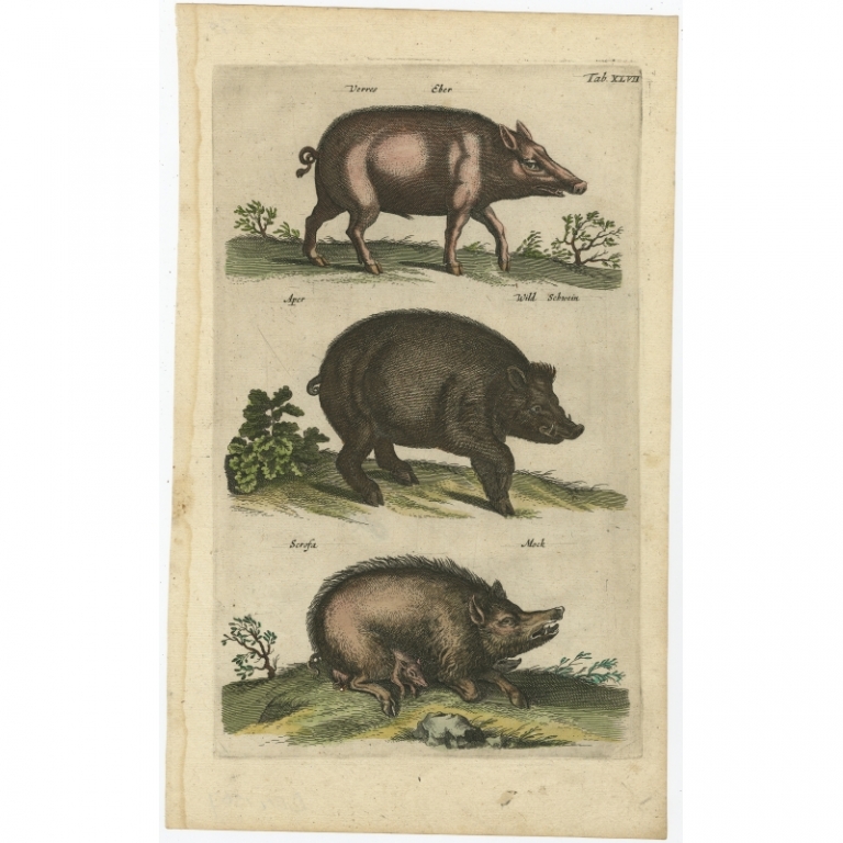 Pl. 47 Antique Print of Wild Pigs by Merian (1657)