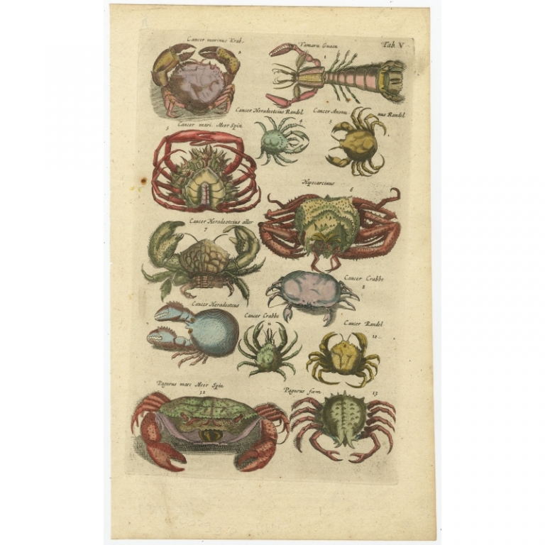 Pl. 5 Antique Print of Crab Species by Merian (1657)