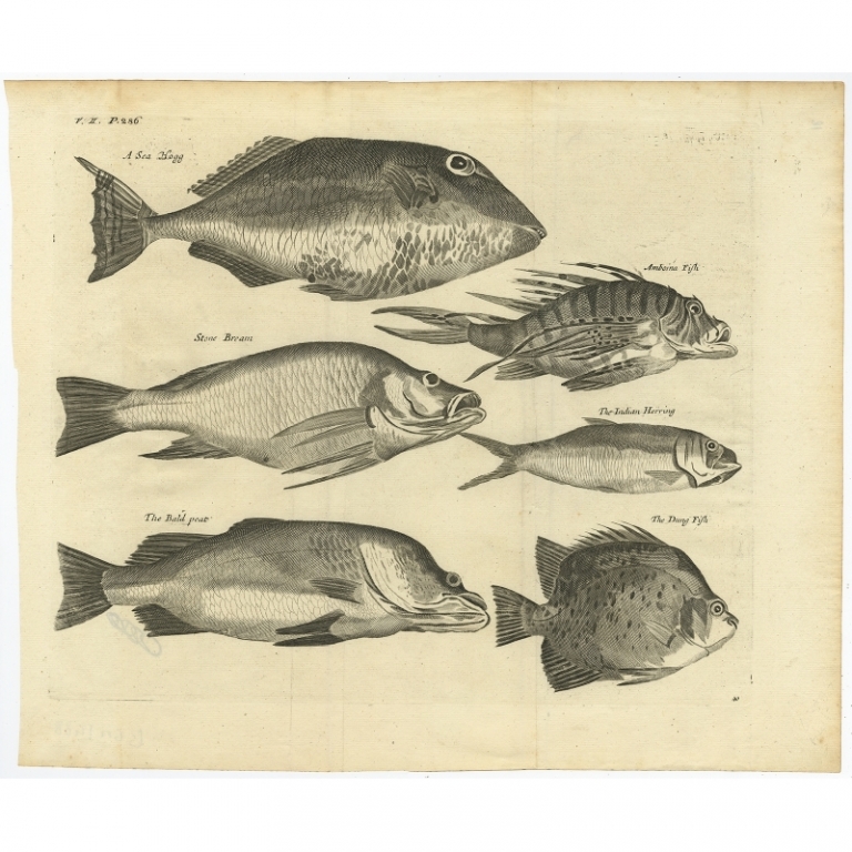Antique Print of a Stone Bream and other Fish species by Nieuhof (1744)