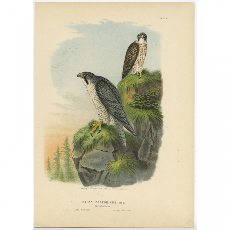 Taf. XXIV. Antique Bird Print of the Peregrine Falcon by Von Riesenthal (1894)