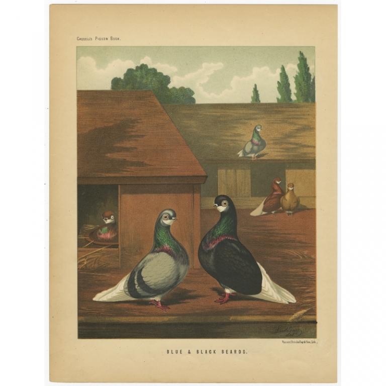Antique Bird Print of Blue and Black Beards by Cassell (1874)